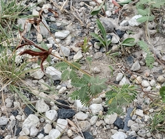 Desmanthus velutinus