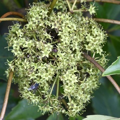 Pseudopanax colensoi
