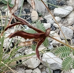 Desmanthus velutinus
