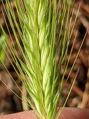 Hordeum murinum