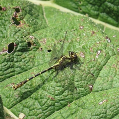 Gomphidae