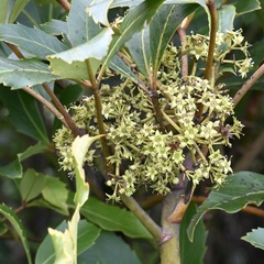 Pseudopanax colensoi