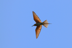 Merops superciliosus