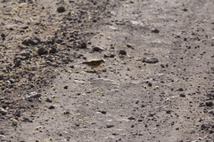 Emberiza flaviventris