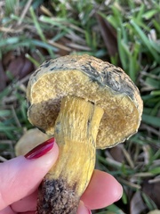 Boletus luridellus