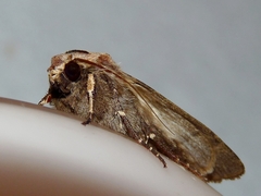 Agrotis exclamationis