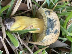 Boletus luridellus