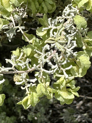 Atriplex lampa