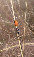 Coccinella septempunctata