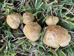 Boletus luridellus