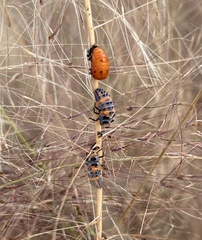 Coccinella septempunctata