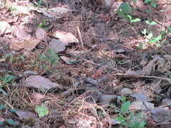 Trachylepis perrotetii