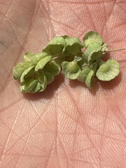 Atriplex lampa