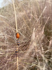 Coccinella septempunctata