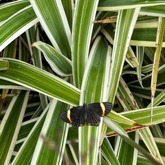 Riodina lycisca
