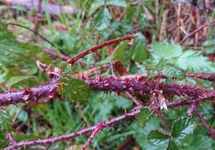 Rubus carpetanus