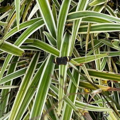 Riodina lycisca