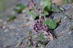 Petasites tricholobus