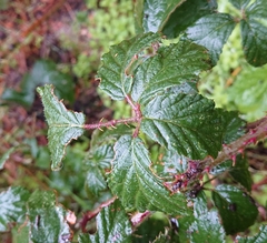 Rubus carpetanus