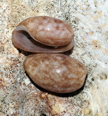 Bulla occidentalis