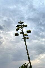 Agave