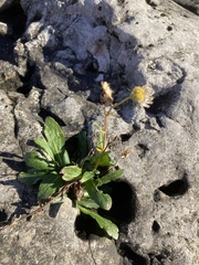 Erigeron philadelphicus provancheri