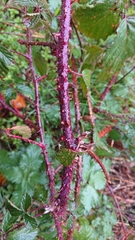 Rubus carpetanus