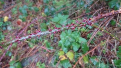 Rubus carpetanus