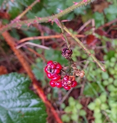 Rubus carpetanus