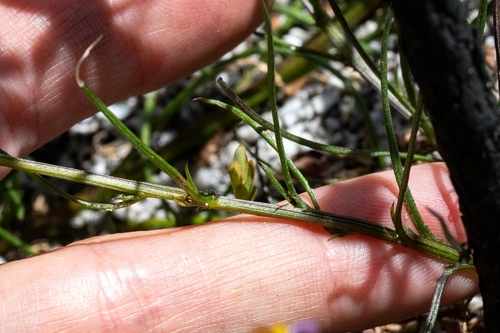 Image of Senecio umbellatus by (c) magriet b, some rights reserved (CC BY-SA)