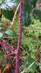 Rubus carpetanus