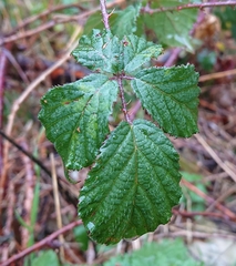 Rubus carpetanus