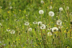 Taraxacum officinale