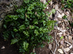 Asplenium stellatum