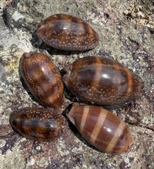 Macrocypraea cervinetta