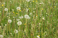 Taraxacum officinale