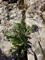 Erigeron philadelphicus provancheri