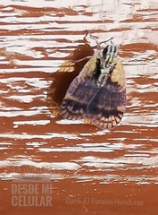 Bothriocera