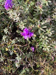 Rhododendron setosum