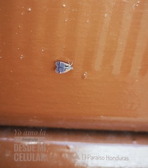 Bothriocera