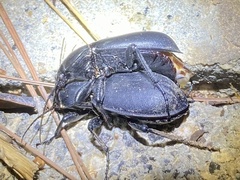 Carabus