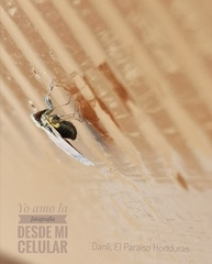 Bothriocera