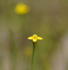 Cicendia quadrangularis
