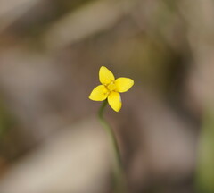 Cicendia quadrangularis