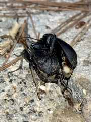 Carabus