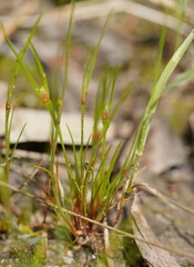 Cicendia quadrangularis