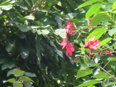 Catopsilia florella