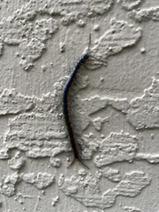 Scolopendra viridis