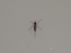 Culicinae