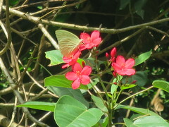 Catopsilia florella